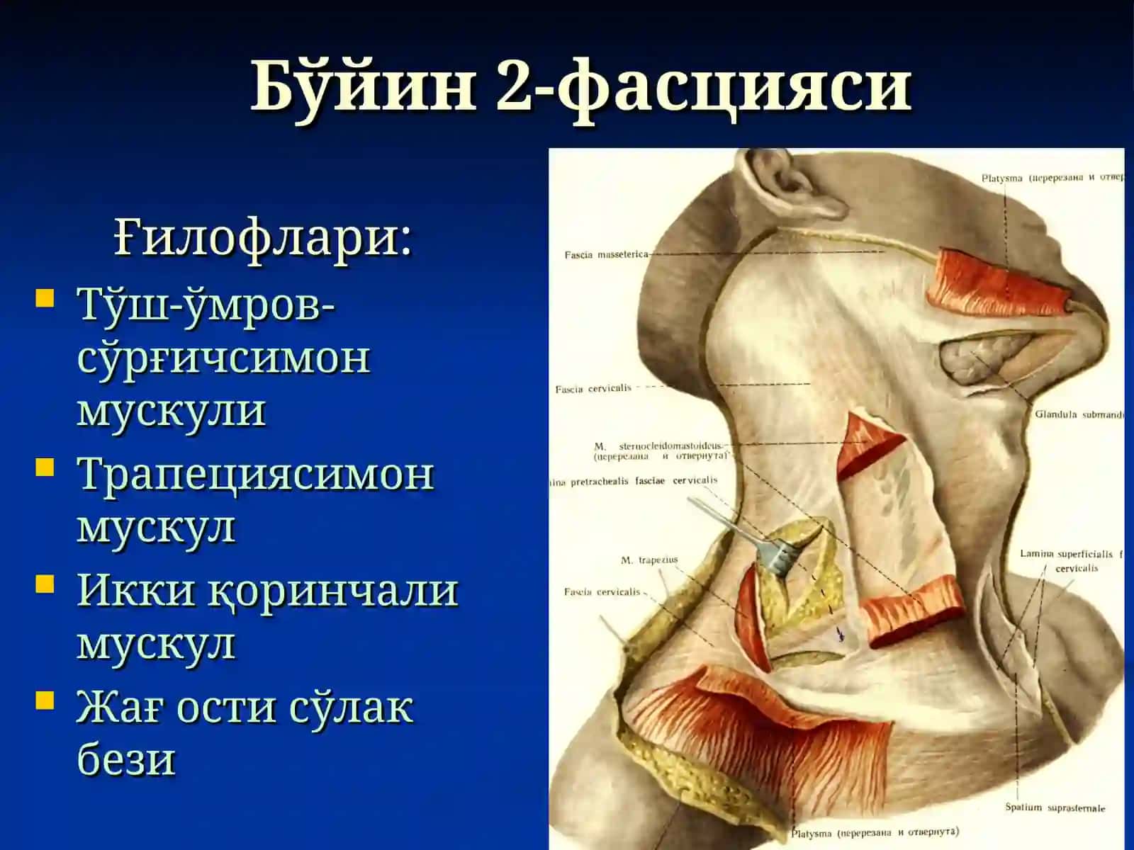 БЎЙИННИНГ ЖАРРОҲЛИК АНАТОМИЯСИ ВА АСОСИЙ ОПЕРАЦИЯЛАР 4