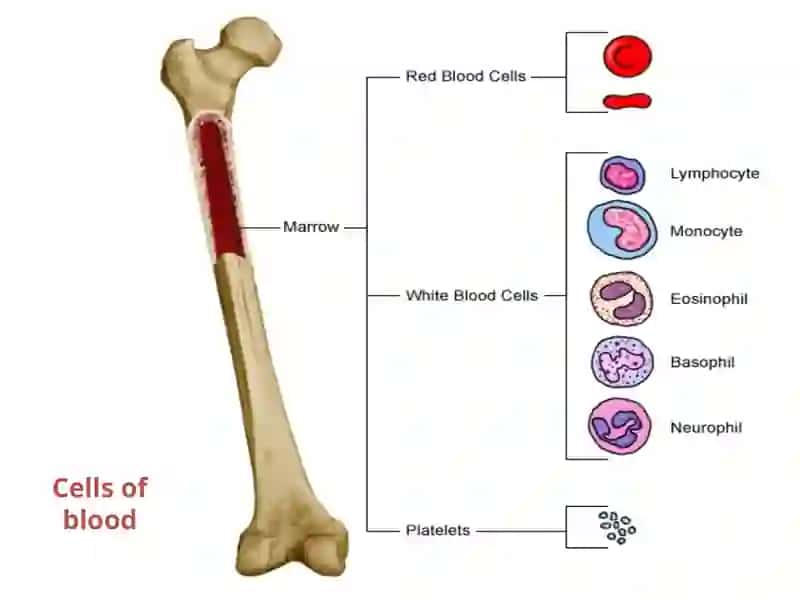 blood 4