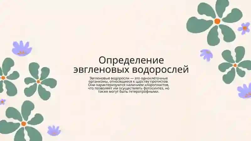 Эвгленовые водоросли 4