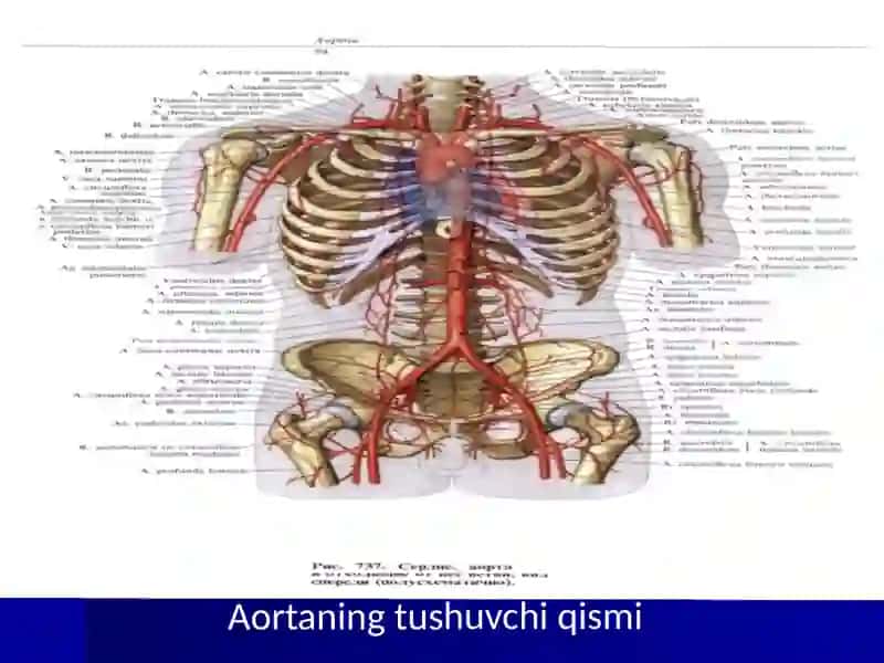 Aortaning tushuvchi qismi 4