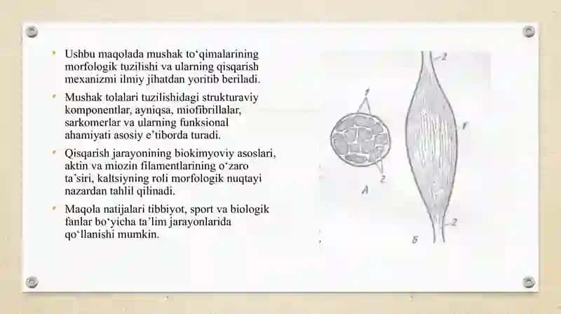 Mushak qisqarish mexanizmi 4