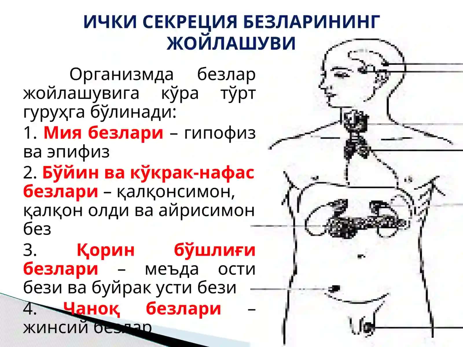 Ички секреция безларининг тузилиши ва аҳамияти 4