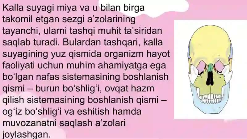 Kalla suyaklaring rentgenanatomiyasi, yoshga va jinsga doir tafovutlari 4