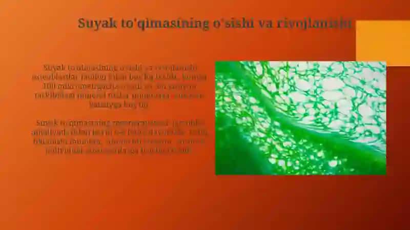 Suyak Hujayralarining Reparativ Regeneratsiyasi Mexanizmlari 4