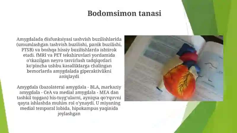 Limbik tizim asosiy anatomik xosilalari 4