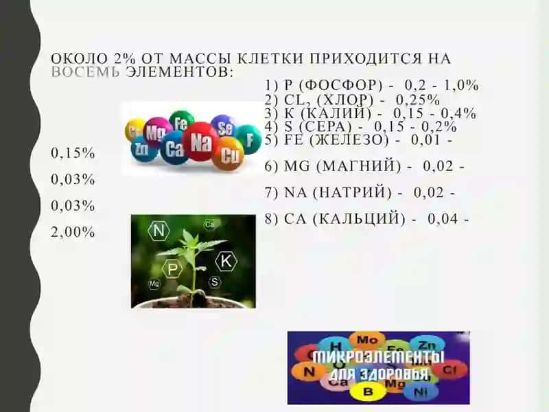 Химический состав клетки 4
