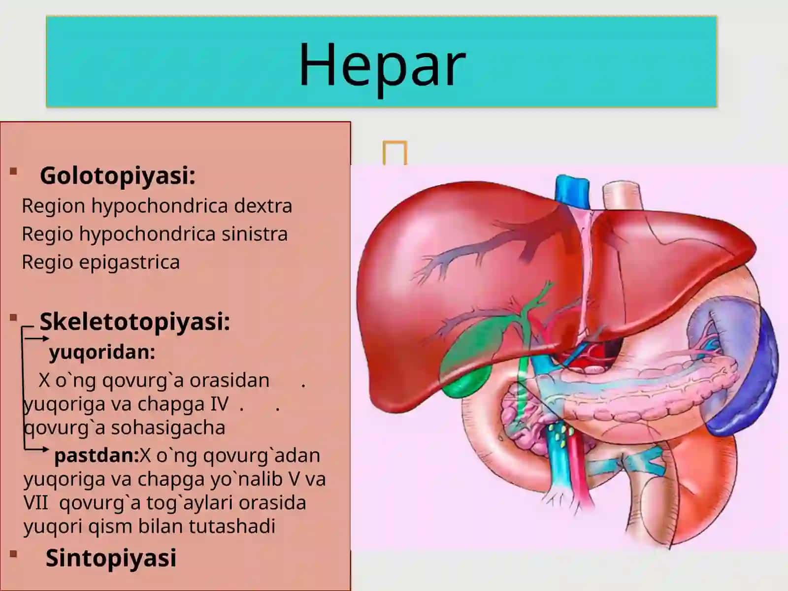 Anatomiya fanidan tayyorlangan prezentatsiyasi 4