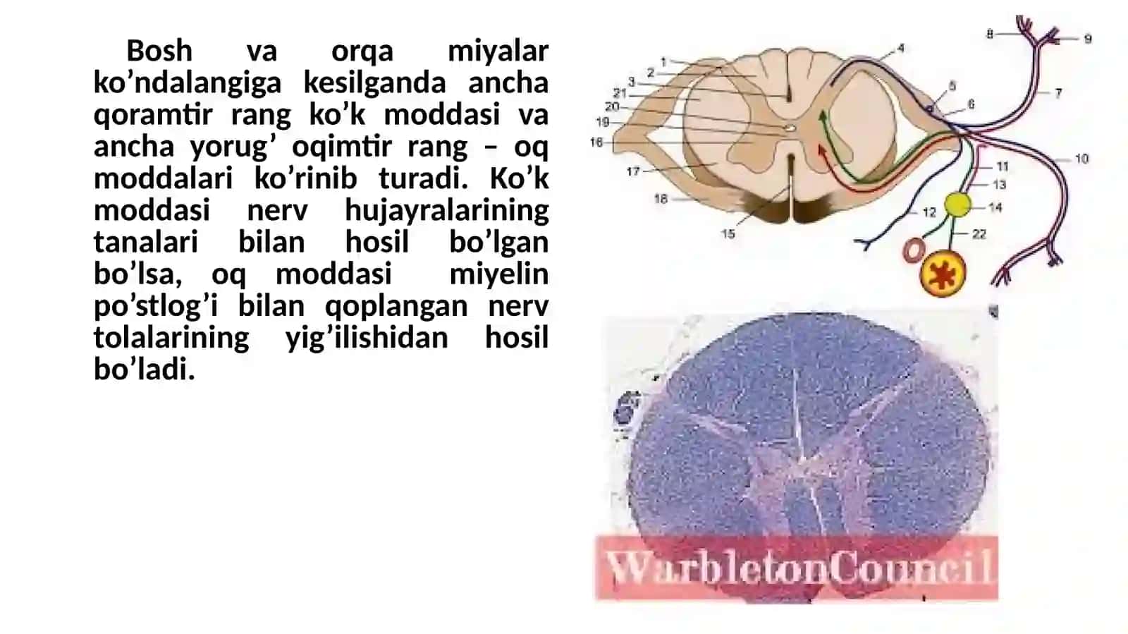 Nerv tizimining fiziologiyasi va oliy nerv faoliyatining yosh xususiyatlari 4