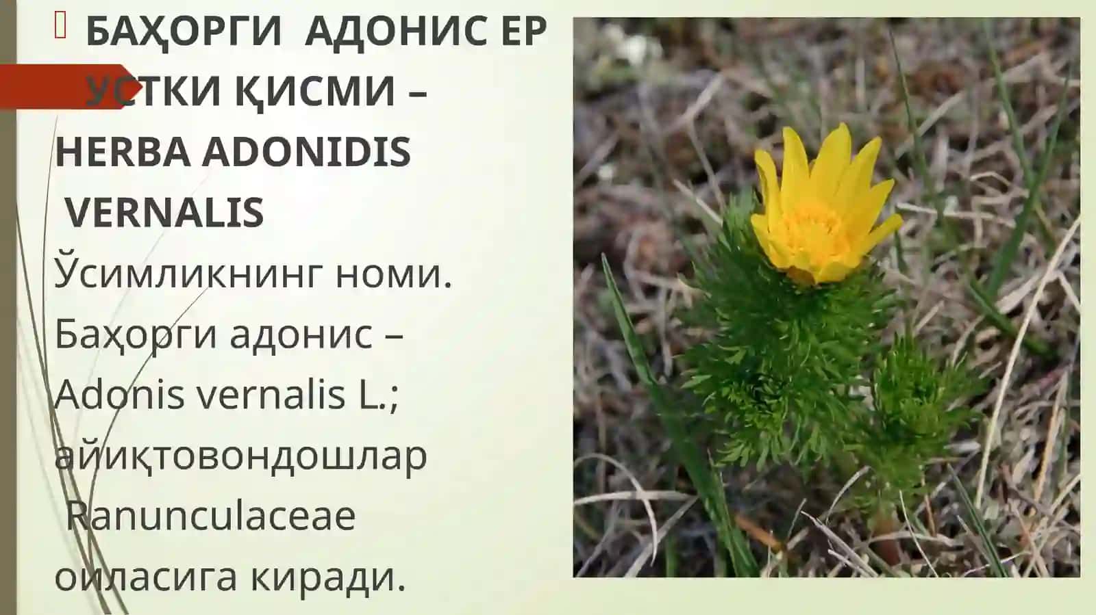 Доривор хом ашёси ер устки қисми ҳисобланган ўсимликларни ўрганиш. Доривор препаратлари ва уларнинг қўлланилиши. 4