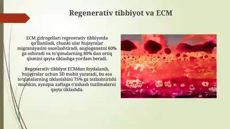 ECM regeneratsiyasi va hujayralar 4