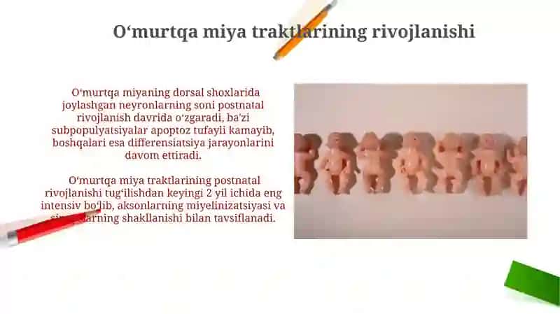 Bolalarda tug'ilgandan keyin orqa miyani o'sishi va differensirovkasi 4