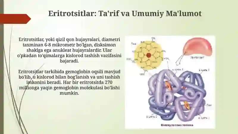 Eritsotsitlarturlari,funksiyasi.Gemoglabinvauningturlari 4