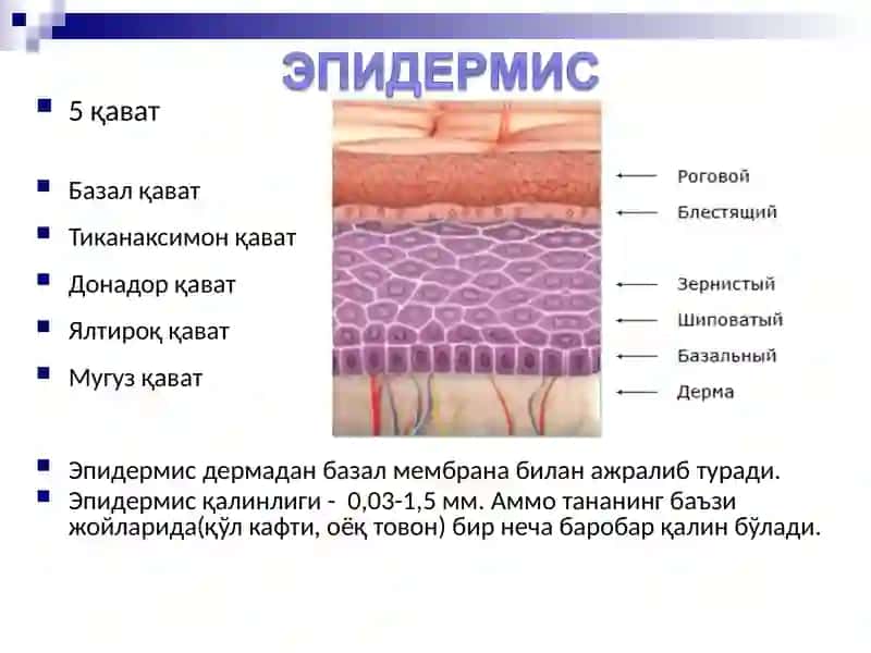 Дерматоз диагностикаси тамойиллари 4