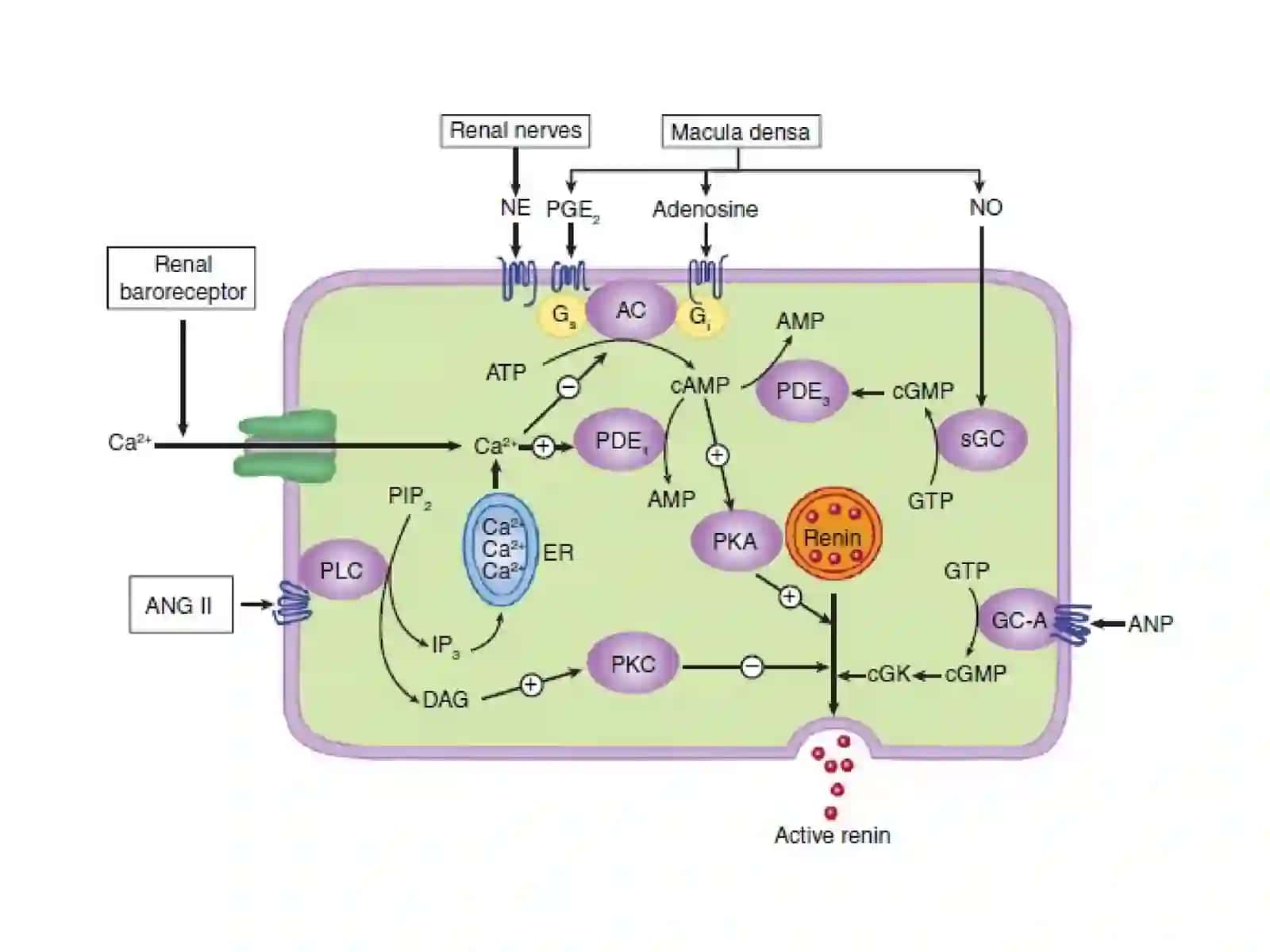 Vasoactive Peptides 4