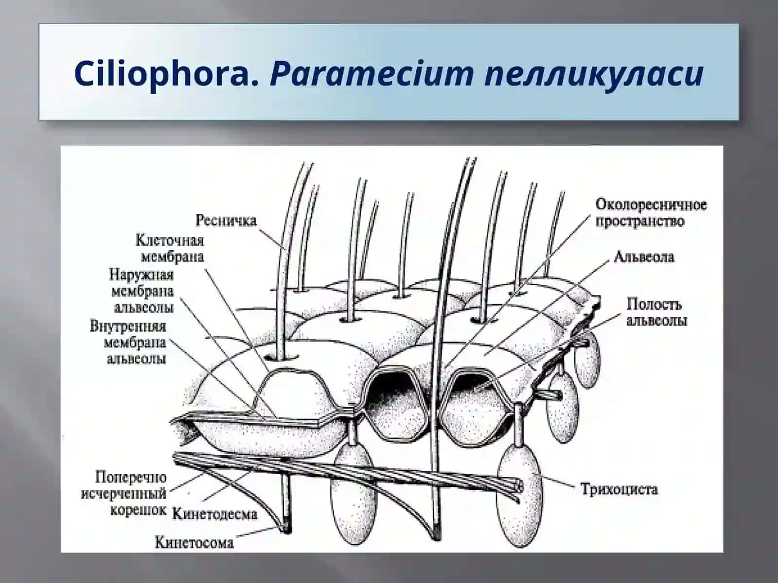 Protozoa кенжа дунёси (Бир ҳужайралилар) 4
