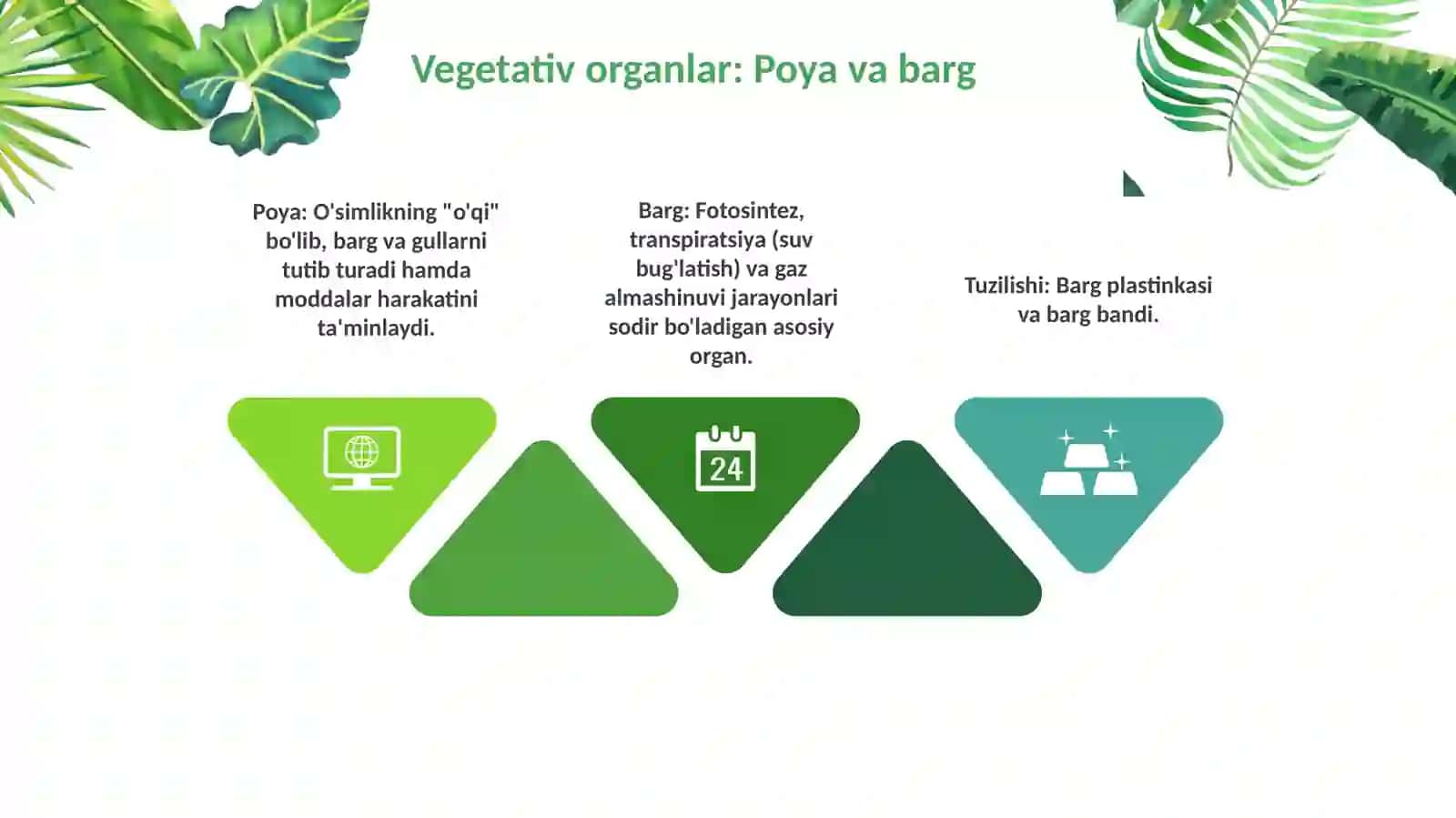 O'simlik hujayrasi va to'qimalari 4
