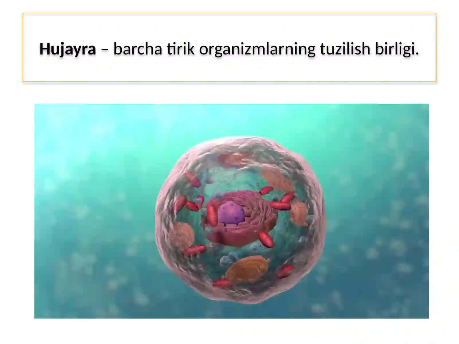 MAVZU.TIRIK ORGANIZMLARNING TUZILISHI 4
