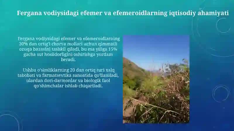Farg'ona vodiysida tarqalgan efemer va efemeroidlar 4