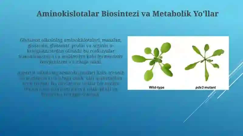 Osimliklarda azot almashinovi vs uning rivojlanish tasiri 4