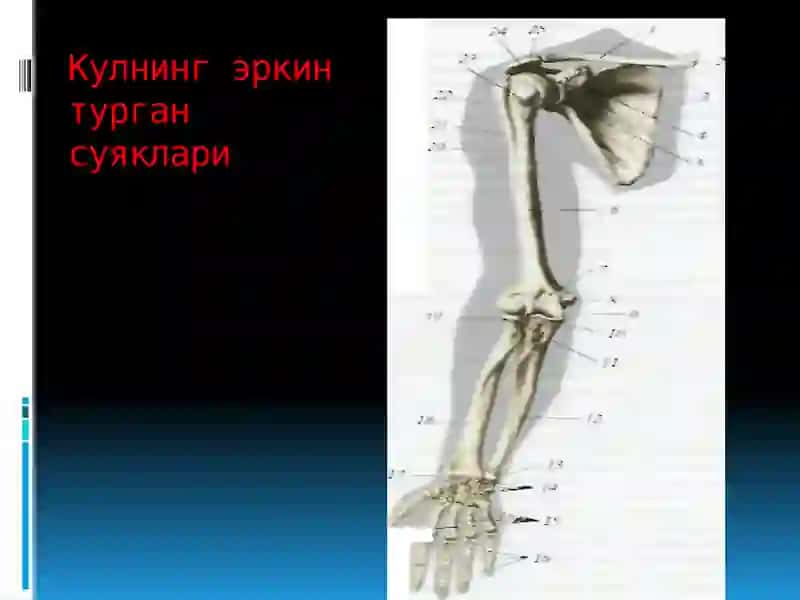 Қўл, оёк ва чанок суякларининг функционал анатомияси 4