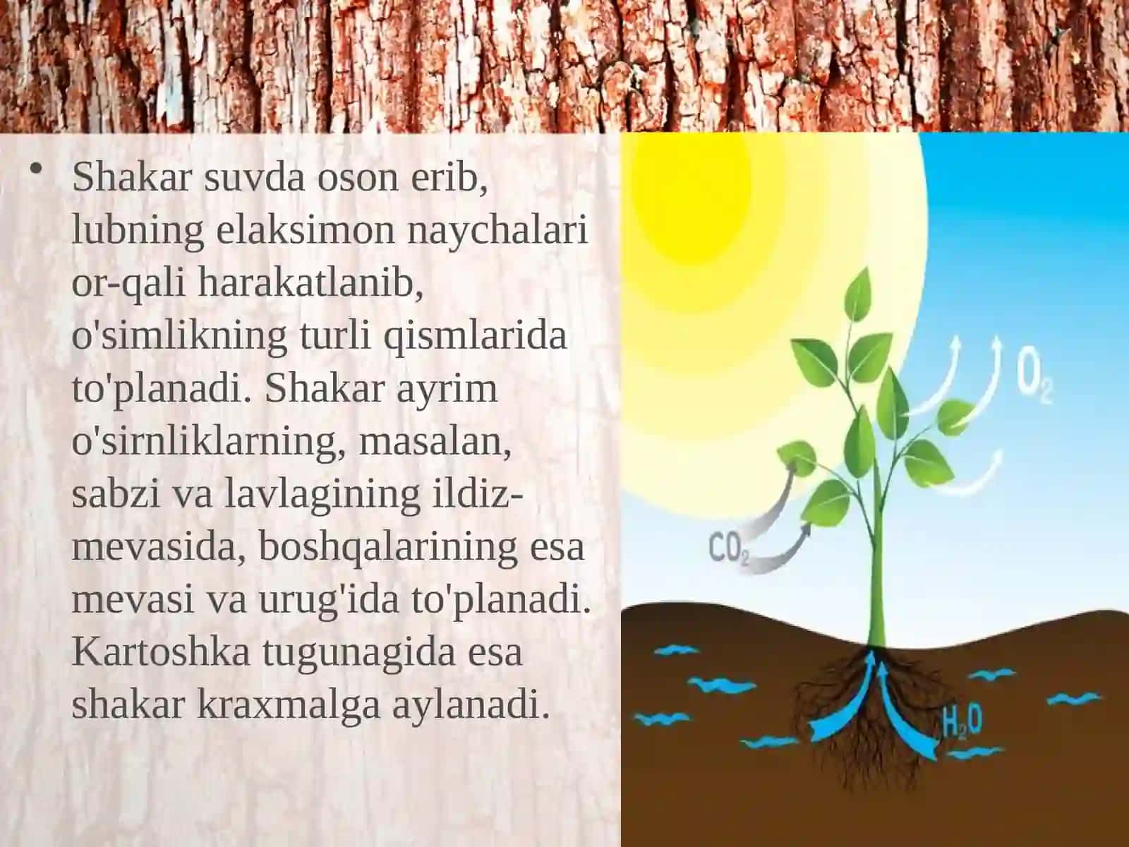 6-sinf Botanika Poyada oziq moddalarning harakatlanishi 4