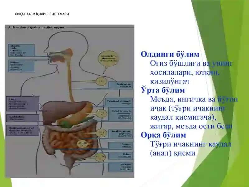 Ovqat hazm qilish sistemasi Og'iz bo'shlig'i a'zolari ОВҚАТ ХАЗМ ҚИЛИШ СИСТЕМАСИ. ОҒИЗ БЎШЛИҒИ	АЬЗОЛАРИ 4