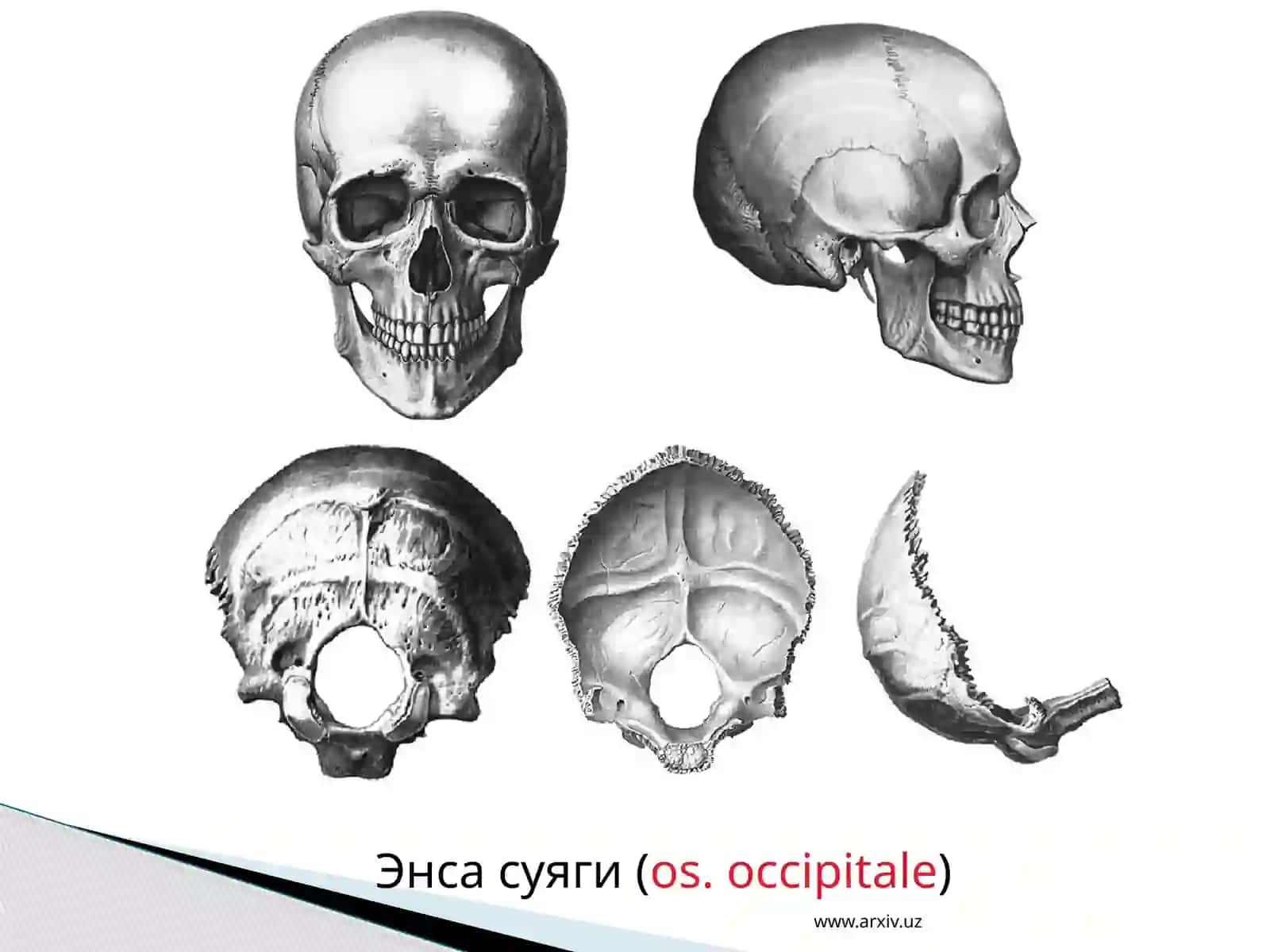 Бош, гавда ва қўл-оёқлар скелети 4