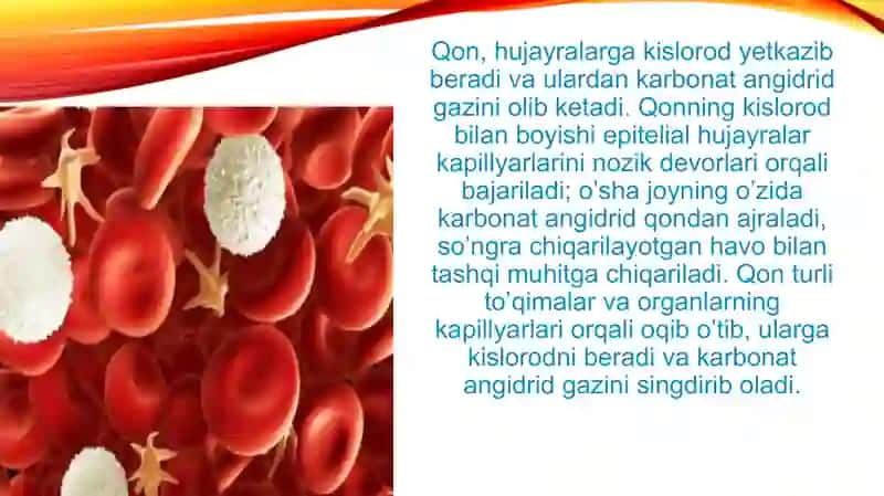 Qon aylanish tizimining yosh xususiyatlari va gigiyenasi 4