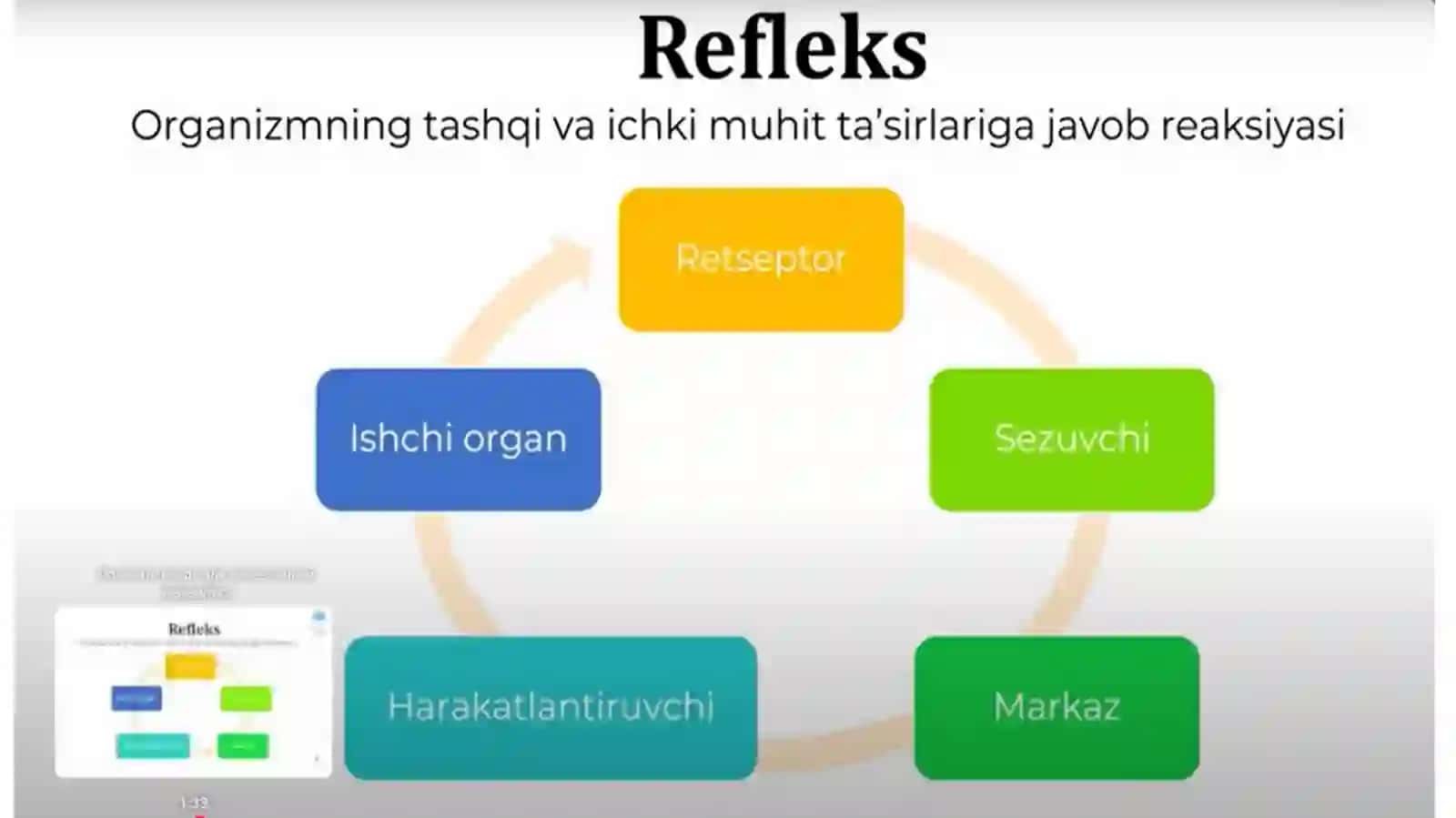 Inson markaziy nerv tizimining oliy bo'lim fiziologiyasi 4