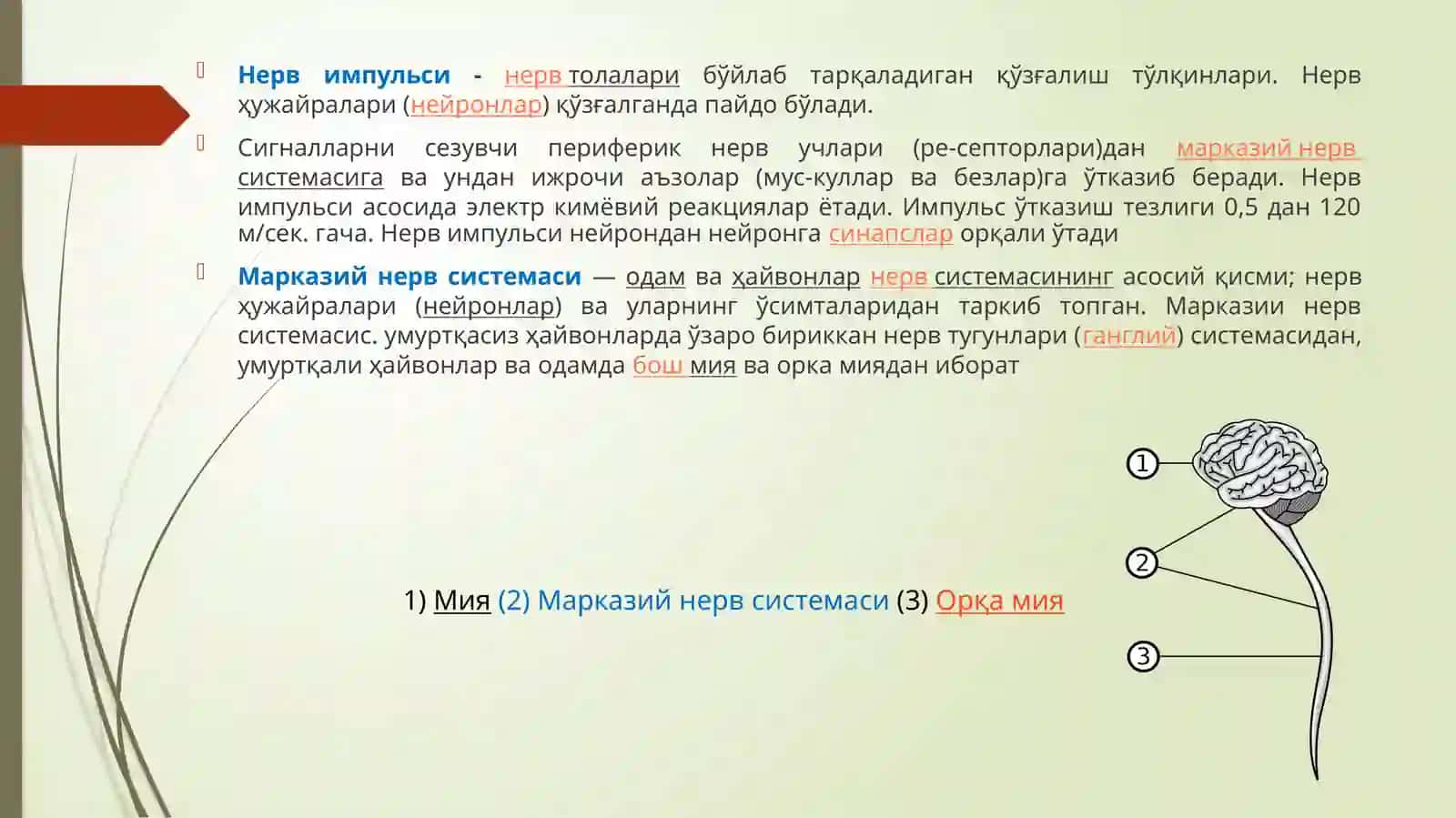 Нейрон тўғрисида тушунча, унинг тузилишива вазифалари 4