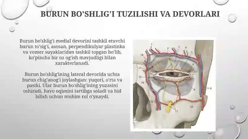 Kalla suyagi topografiyasi-ko'z kosasi,burun bo'shlig'i,chakka, va qanot-tanglay chuqurchalari 4