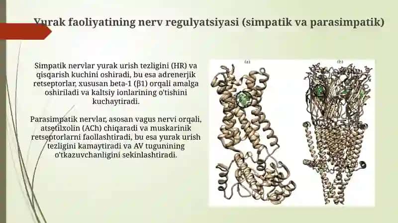 Yurak faoliyatini boshqarilishi 4