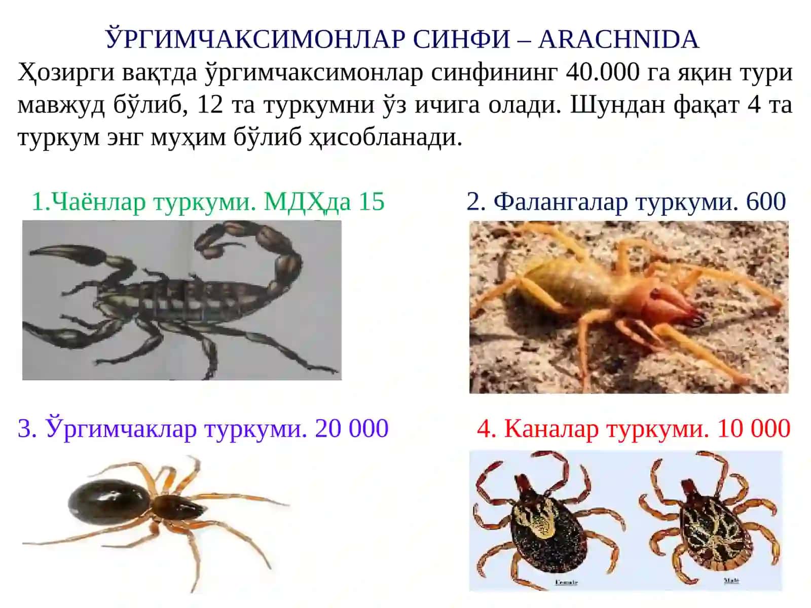 VETERINARIYA ARAXNOLOGIYASI 4