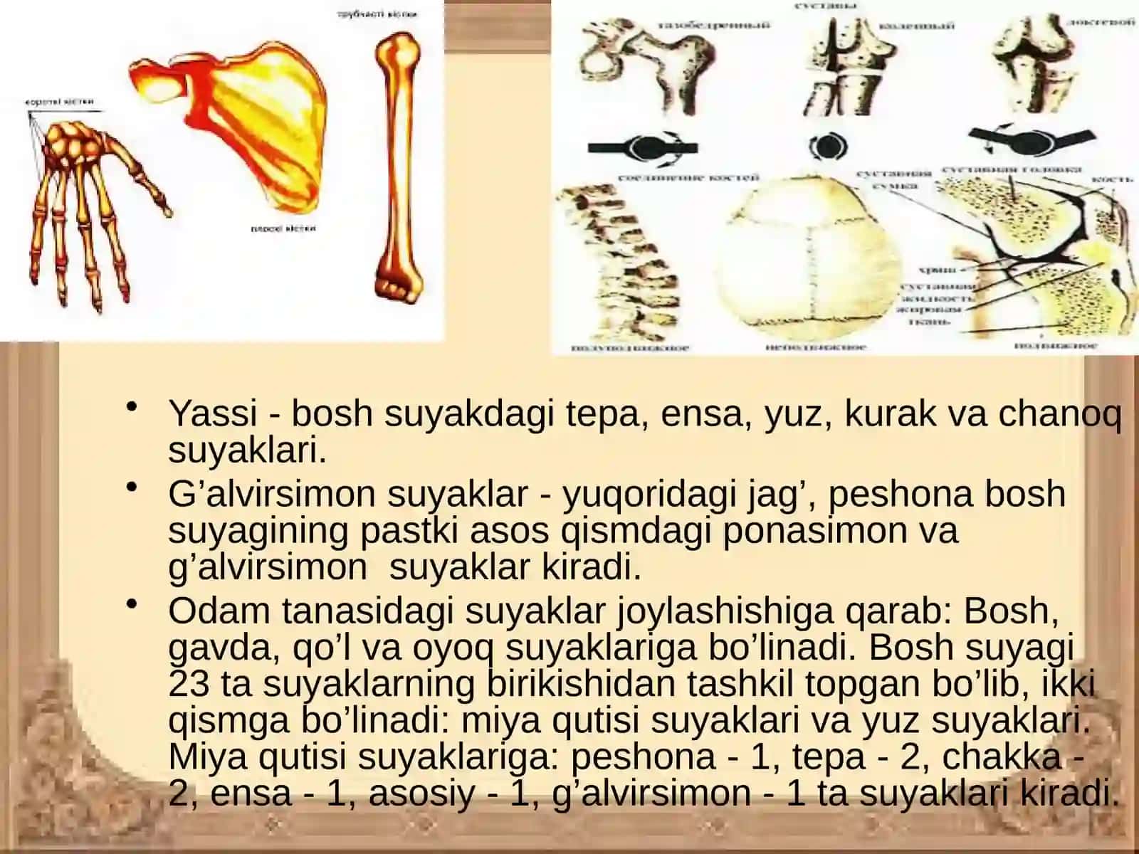 Qo`l suyaklari 4