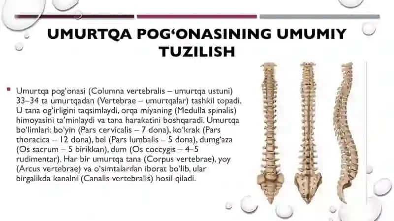 Skeletni segmentli tuzilishi. Umurtqa pog'onasini yosh va jinsga nisbatan farqlari. 4