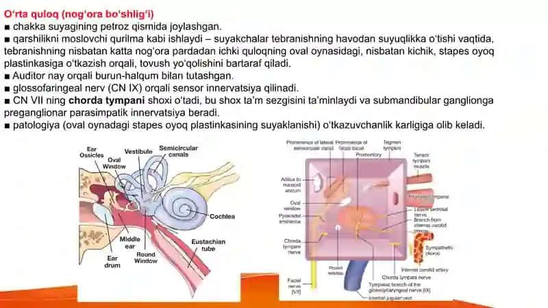Eshitish va Vestibular tizim   Эшитиш ва вестибулар тизим Ешитиш 4