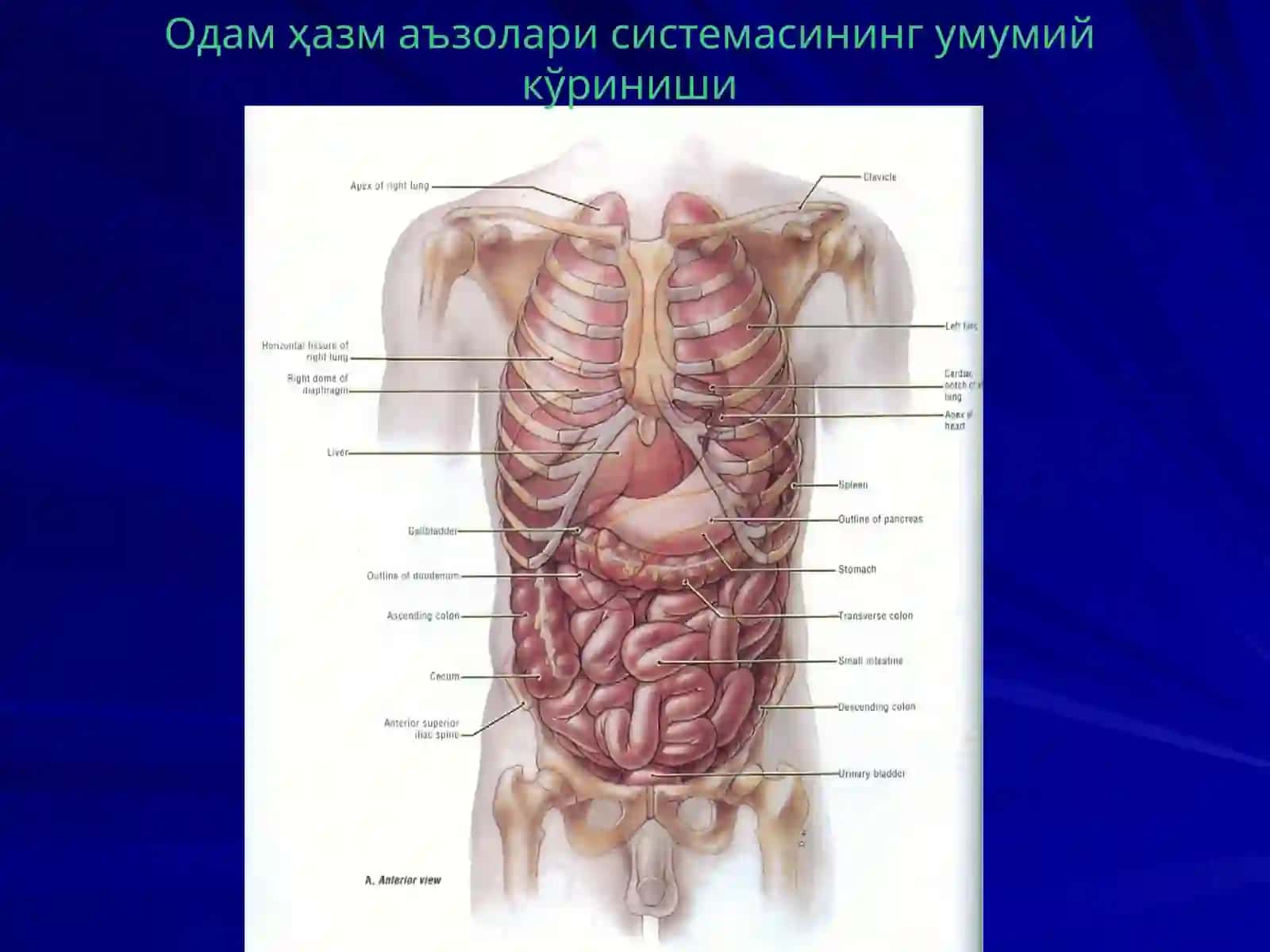 Диетология модули ҳақида асосий тушунчалар 4