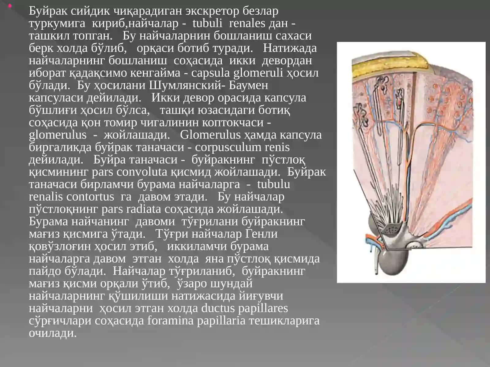 Буйрак 4