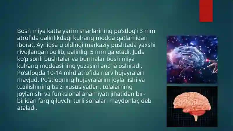 bosh miya yarimsharlar ppstlogʻida hujayralararo bogʻlanishlar 4