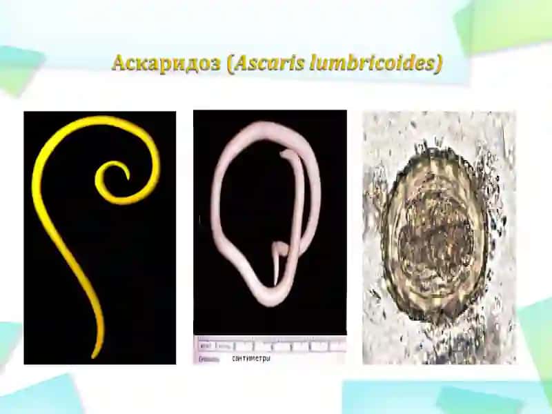 Гижжа инвазияси 4