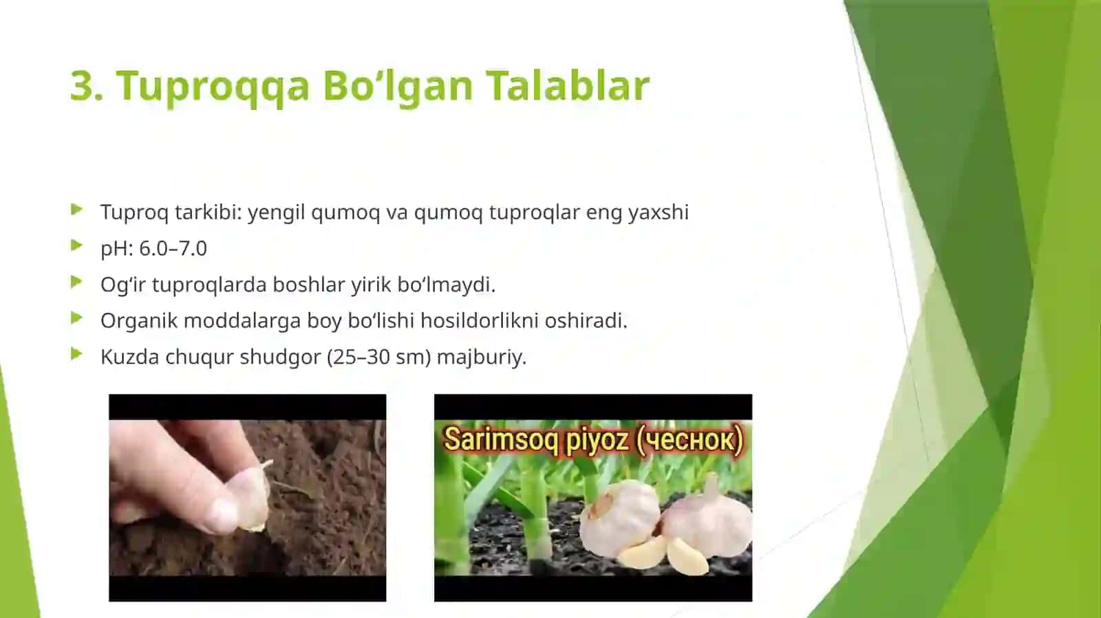 Sarimsoq yetishtirish texnologiyasi 4