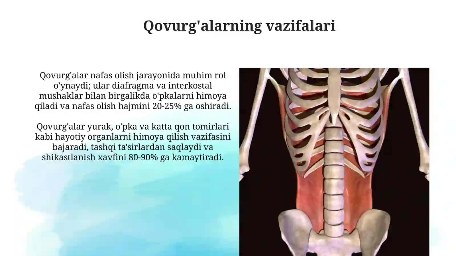 Inson organizmidagi qovurg'alar 4
