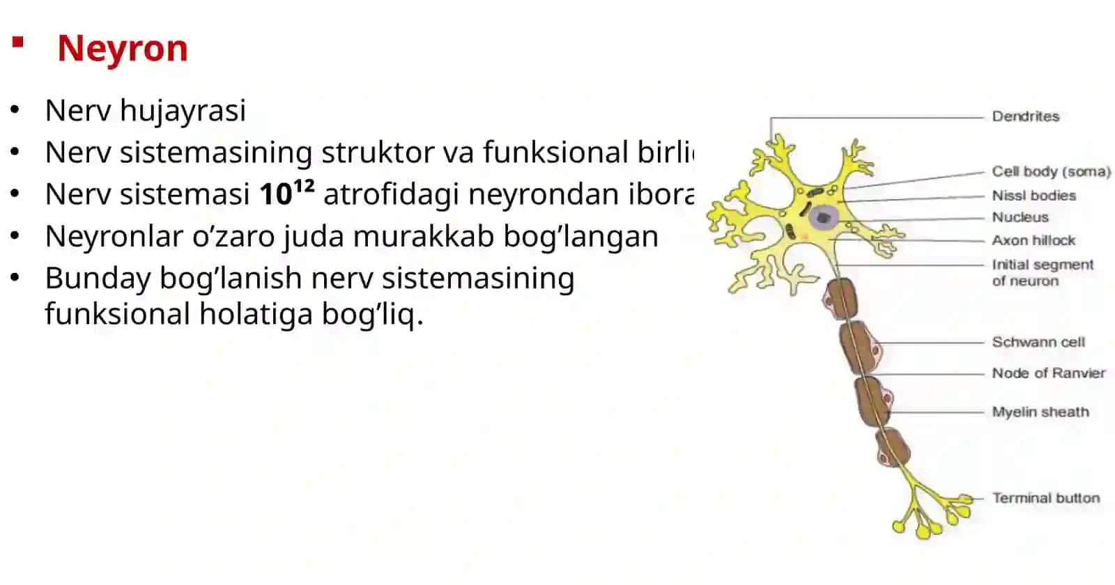 Nerv sistemasi fiziologiyasi. Sinapslar. 4