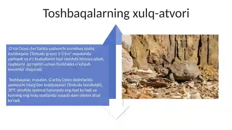 Toshbaqalar turkumi vakillarining ekologiyasi 4