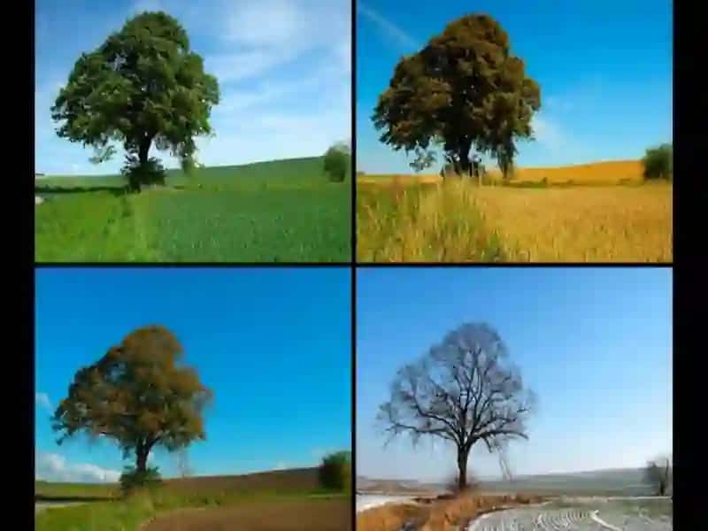 O`SIMLIKLARDA FENOLOGIK KUZATISH O`TKAZISH USLUBLARI 4