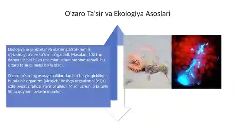 Organizmvamuhit 4