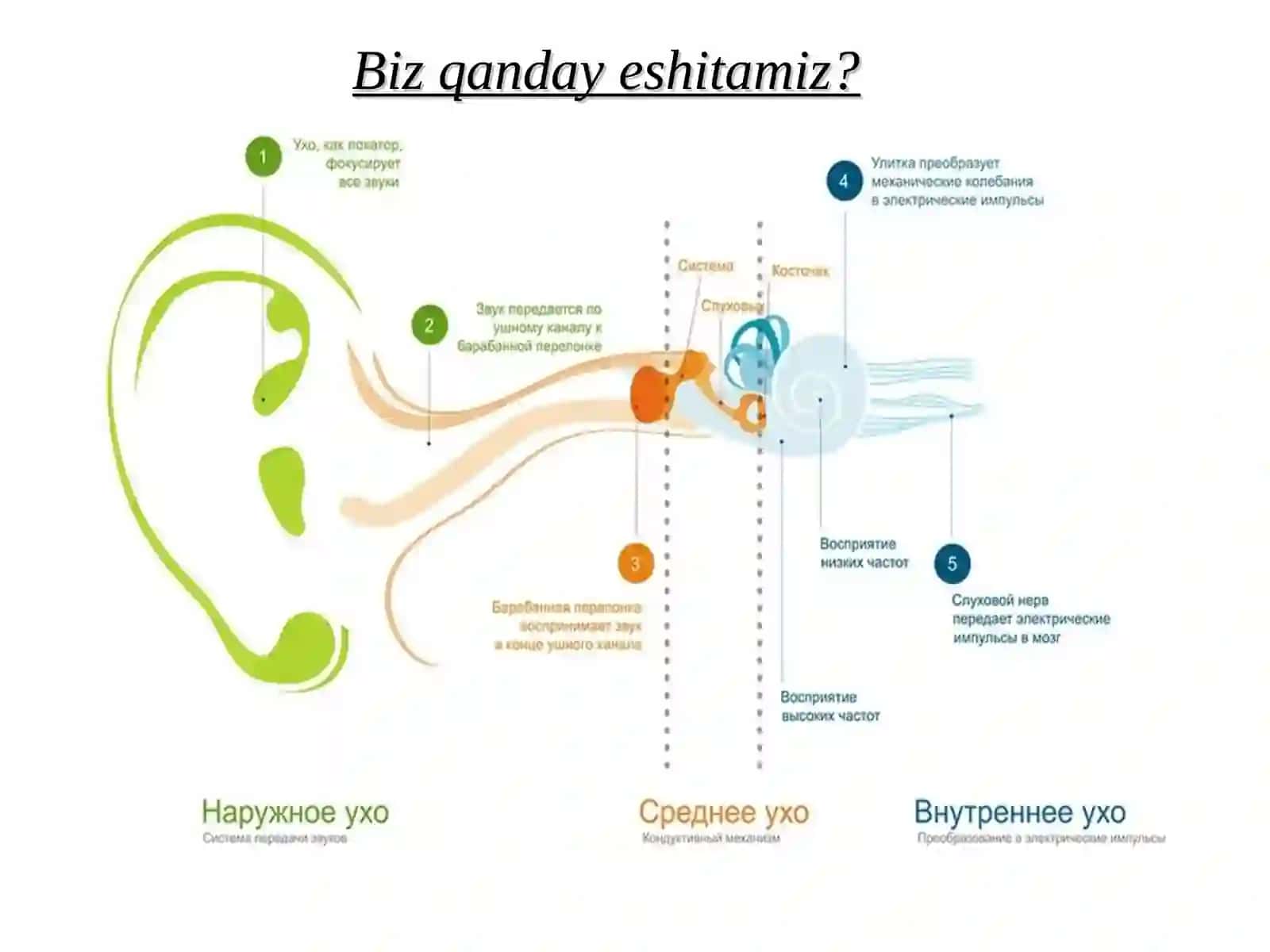 ESHITISHIDA NUQSONI BO‘LGAN BOLALAR BILAN OLIB BORILADIGAN LOGOPEDIK ISHLARNING O‘ZIGA XOS XUSUSIYATLARI 4