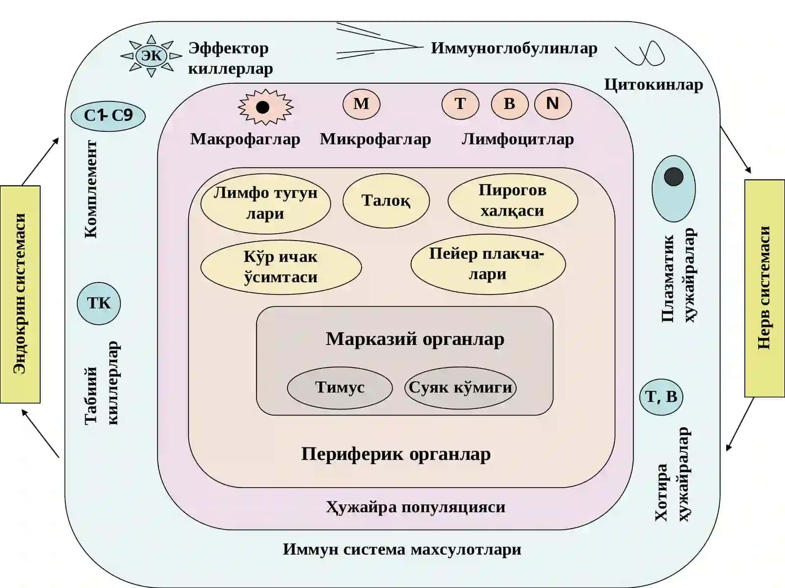 Иммун система органлари. Хужайра ва гуморал типлардаги иммун реакциялар.Т- ва В- лимфоцитлар, уларнинг субпопуляциялари 4
