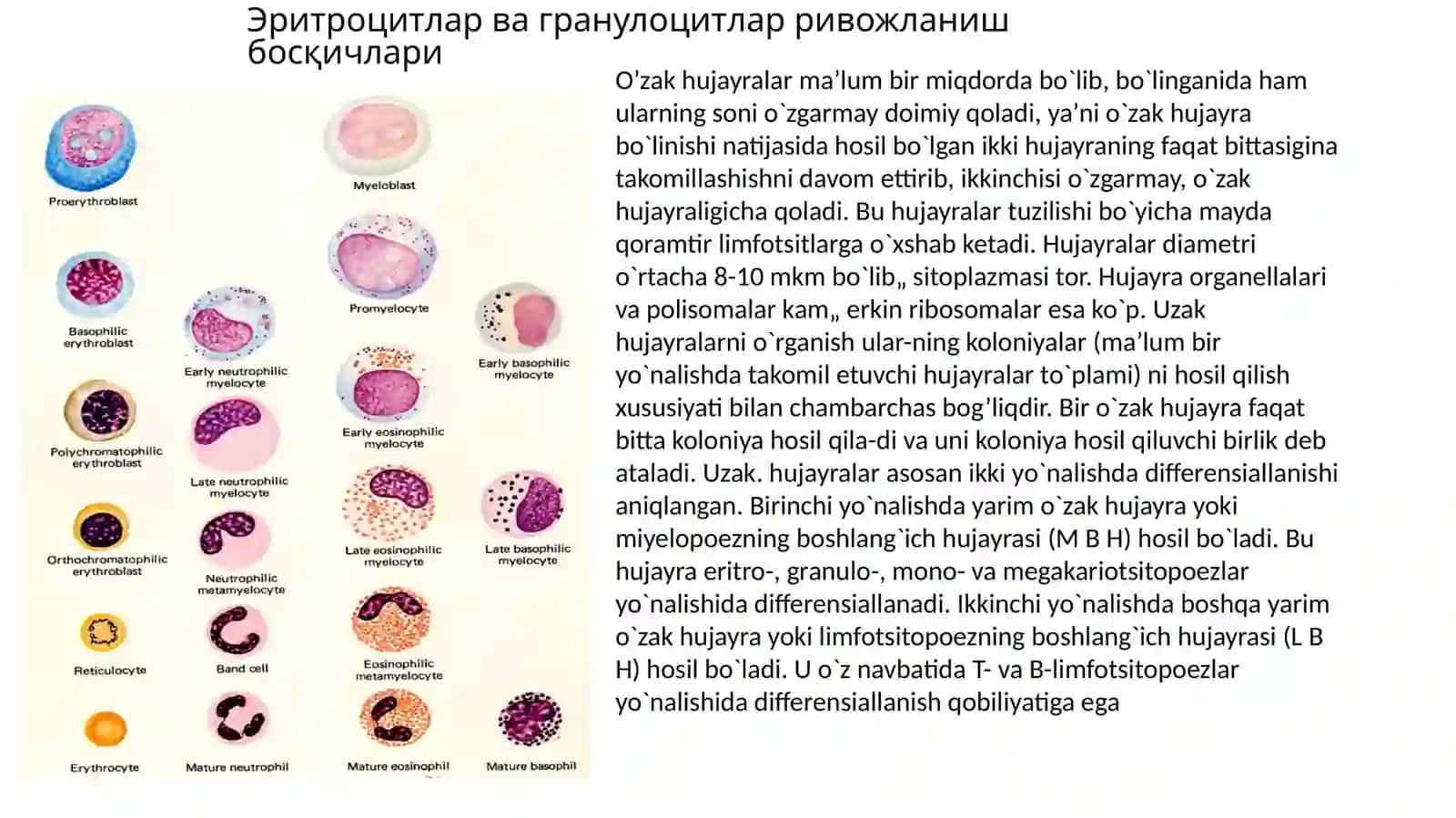 QON YARATILISHI (GEMOTSITOPOEZ,EMOCYTOPOIESIS) 4