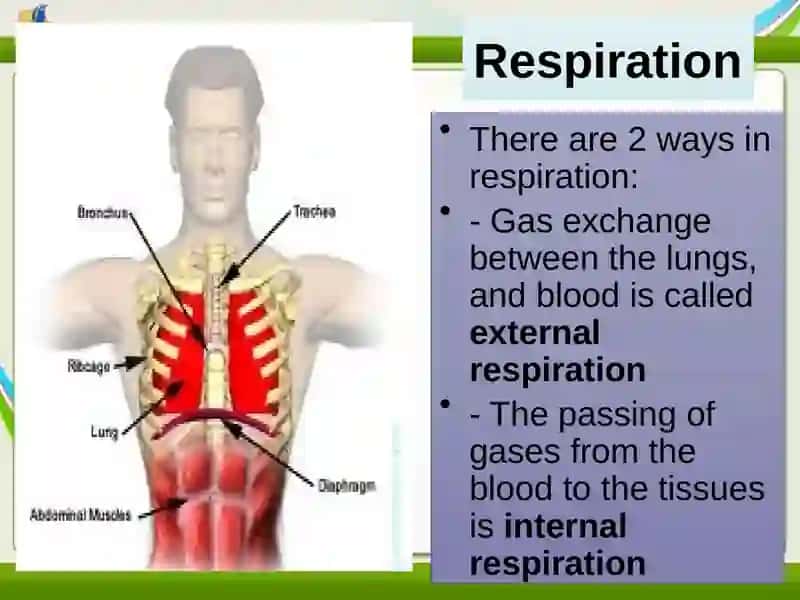 Human respiratory system (HRS) 4